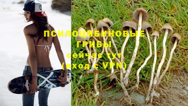 шишки Новодвинск